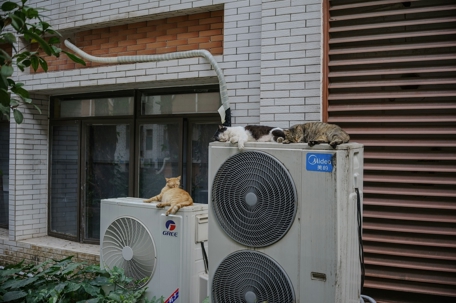 cat on HVAC system